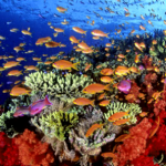 Como Prevenir La Destruccion De Los Arrecifes De Coral