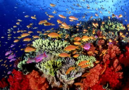 Como Prevenir La Destruccion De Los Arrecifes De Coral
