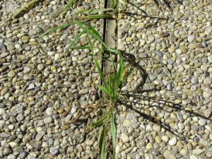 como prevenir las malas hierbas con vinagre natural no toxico