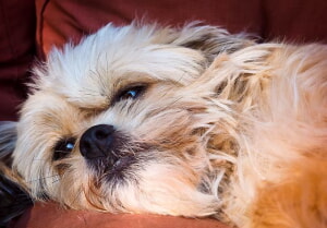 Como Promover La Salud Canina