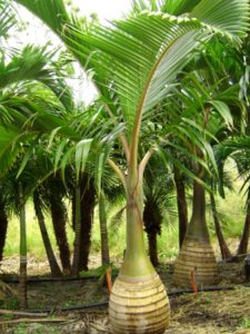 Como Propagar Una Planta De Palma