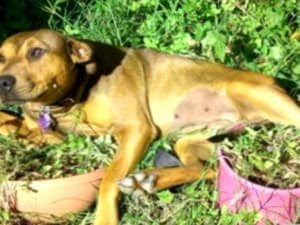 Como Proteger Su Jardin De Los Animales