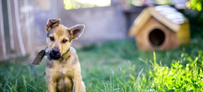 Como Quitar Las Manchas De Orina Del Perro En El Cesped