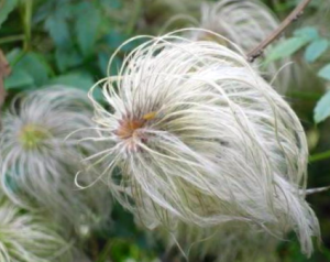 Como Recolectar Semillas De Clematis