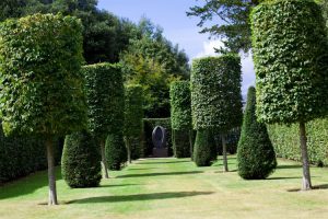 Como Recortar Setos