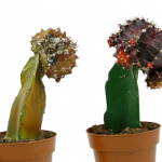Como Recortar Un Cactus De Navidad