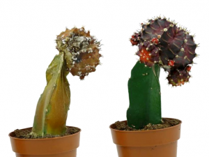Como Recortar Un Cactus De Navidad