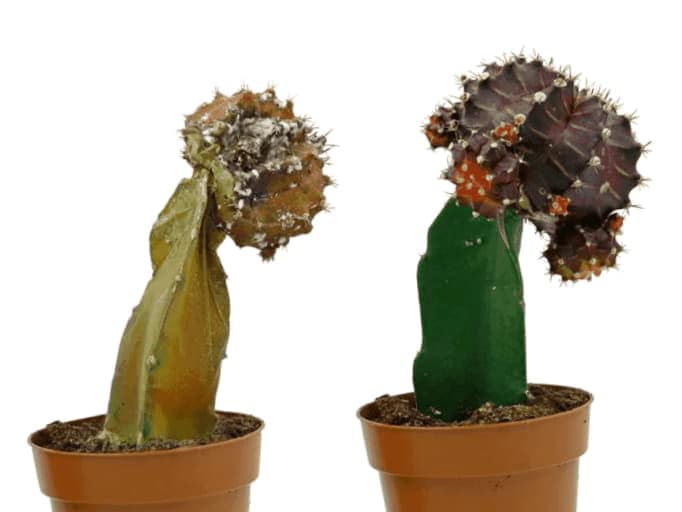 Como Recortar Un Cactus De Navidad