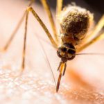 Como Reducir Los Mosquitos En Su Jardin