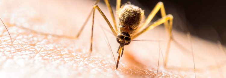 Como Reducir Los Mosquitos En Su Jardin