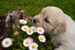 Como Regalar Un Perro