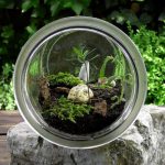 Como Regar Tu Terrario