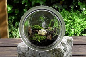 Como Regar Tu Terrario