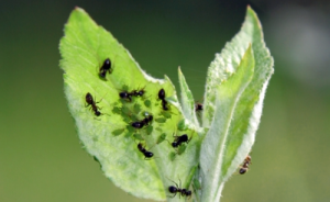 Como Repeler Hormigas En El Jardin De Hierbas