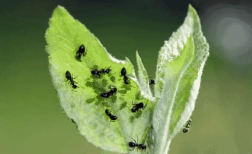 Como Repeler Hormigas En El Jardin De Hierbas