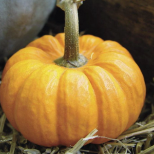 Como Secar O Curar Calabazas Ornamentales