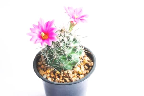 Como Sobrevive Un Cactus En El Desierto