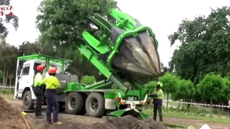 Como Trasplantar Un Arbol