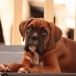 Como Tratar La Obesidad Canina