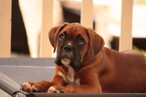 Como Tratar La Obesidad Canina
