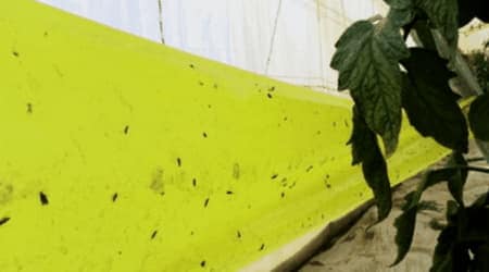 Como Usar Bandas De Grasa O Pegamento Para El Control De Plagas