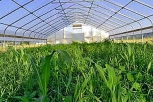 Como Utilizar Abonos Verdes