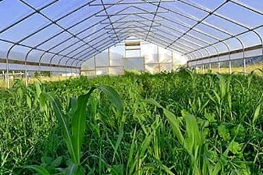 Como Utilizar Abonos Verdes