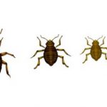 Como Utilizar Los Suministros Para El Control De Plagas De Chinches