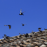 Como Utilizar Productos Para El Control De Palomas