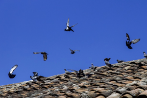 Como Utilizar Productos Para El Control De Palomas