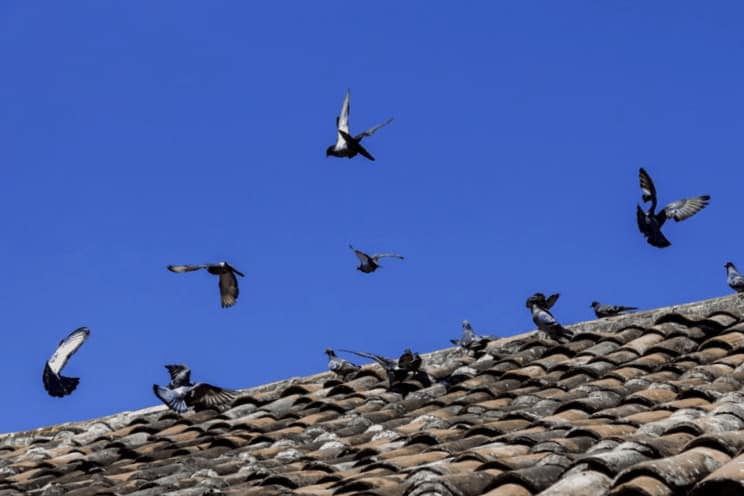 Como Utilizar Productos Para El Control De Palomas