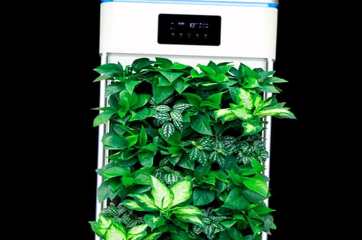 Como Utilizar Purificadores De Aire Naturales 4