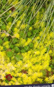 Como Utilizar Sedum Como Cubierta Vegetal