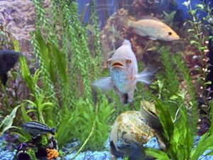 Comprar Peces De Agua Dulce