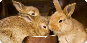 Conejitos Comiendo