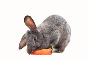 Cuanto Dar De Comer A Los Conejos