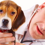Cuidado Veterinario Para Beagles