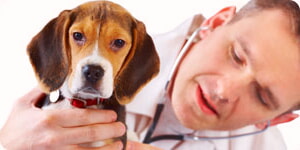Cuidado Veterinario Para Beagles