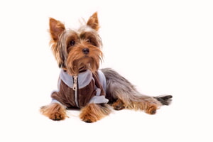 Cuidando A Los Yorkies