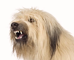 Detener La Agresividad Del Perro