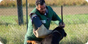 Disciplina Canina