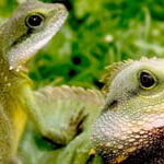dos iguanas jovenes