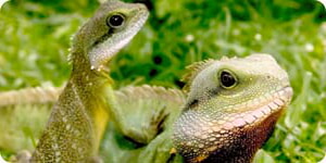 Dos Iguanas Jovenes