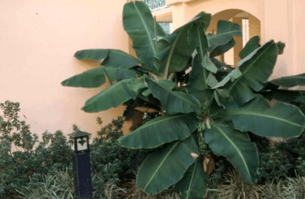 Elija Y Plante Un Arbol De Platano Arboles Frutales Tropicales