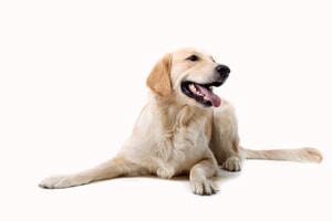 Enfermedad De Lyme En Perros