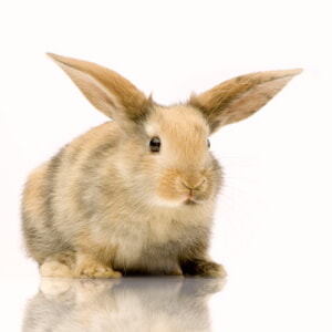 Enfermedad Del Conejo