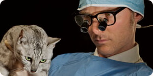 Examinar Gato