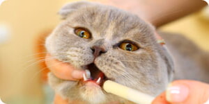Felino Inyectable
