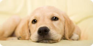 Foto De Cachorro