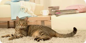 Foto De Condominio De Gatos